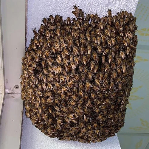 ý nghĩa ong làm tổ là gì