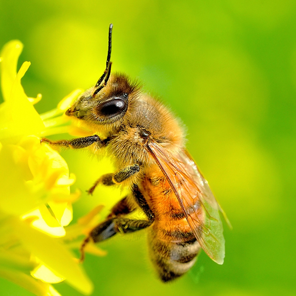 giải đáp ong làm tổ trong nhà là điềm gì