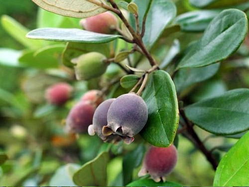 Cách ngâm rượu sim thơm ngon hết nấc tại nhà đơn giản 