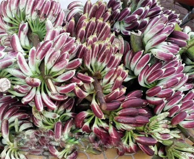 Cách ngâm rượu chuối hột không bị chát - Chọn bình ngâm rượu bằng chất liệu gì?