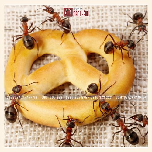 689_cach_bao_quan_banh_mut_keo_ngay_tet_khong_bi_kien_bu.jpg